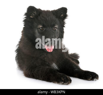 Cucciolo Lapphund finlandese di fronte a uno sfondo bianco Foto Stock