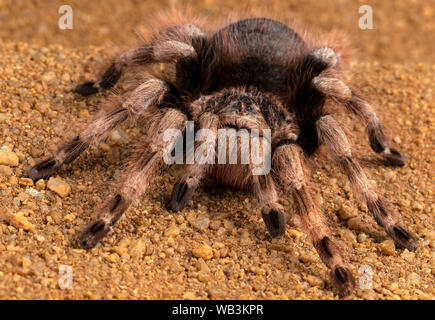 Rossa messicana Tarantula del ginocchio Foto Stock