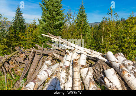 Un palo di legno di betulla log con una foresta di abeti in backround e cielo blu in una giornata di sole Foto Stock