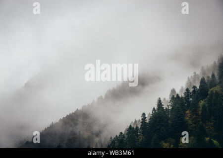 Alberi innevati in una nube di nebbia sulla montagna, foreste sempreverdi in inverno, Racha, Georgia Foto Stock