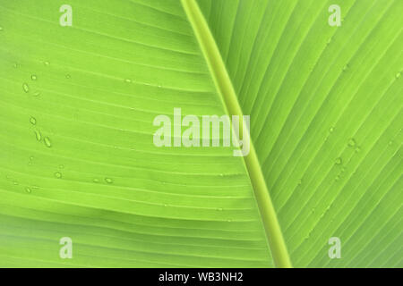 Banana Leaf lato posteriore Foto Stock