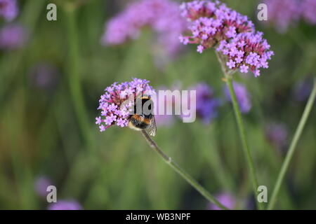 La verbena Patagonia con Bumblebee Foto Stock