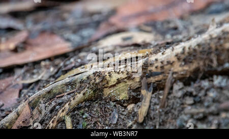 Ant street nella foresta pluviale tropicale di Penang Foto Stock