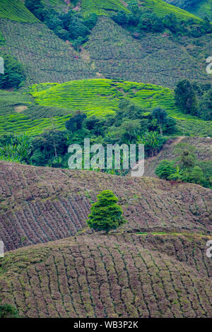 La piantagione di tè righe di Camellia sinensis raggiungendo dal fondovalle alla cima della montagna Foto Stock