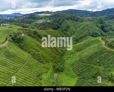 La piantagione di tè foto aerea mostra righe di Camellia sinensis che copre le montagne in Cameron Highlands Foto Stock