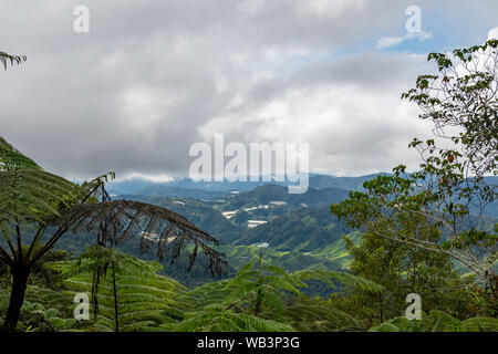 Foresta pluviale tropicale che copre le montagne in Cameron Highlands Foto Stock