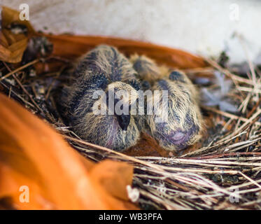 Legno-piccione (Columba palumbus). Due 'squabs' o i giovani, nel nido. 5 giorni d'età. Foto Stock
