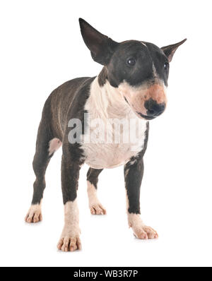 Miniatura bull terrier di fronte a uno sfondo bianco Foto Stock