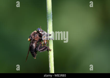 Un Belzebù Bee-killer Robber Fly rende un pasto al di fuori di un ape a El Dorado stagni d'anatra in San Antonio, Texas. Foto Stock