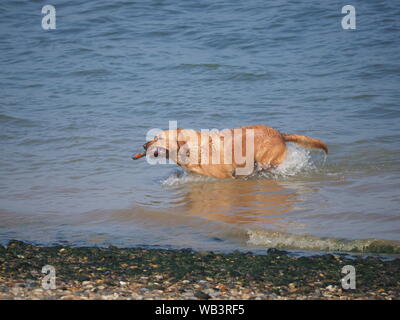 Sheerness, Kent, Regno Unito. 24 Agosto, 2019. Regno Unito Meteo: un soleggiato e caldo ma nebbioso giorno in Sheerness, Kent. Credito: James Bell/Alamy Live News Foto Stock