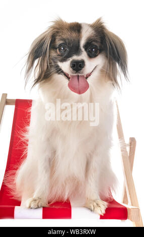 Phalene papillon cane davanti a uno sfondo bianco Foto Stock