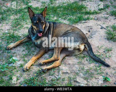 Un cane rilassante e fissare sul pavimento Foto Stock