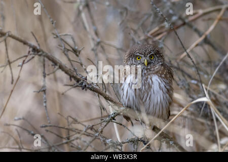 Eurasian gufo pigmeo (Glaucidium passerinum) Foto Stock