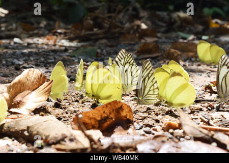 La struttura ad albero giallo e le strisce di Albatross butterfly, gruppo di giallo e bianco farfalle con modello nero sulle ali, insetto tropicale sulla terraferma Foto Stock