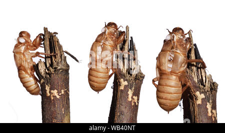 Cicala scorze di muta isolati su sfondo bianco , Gruppo di vuoto larva di insetto shell sul ramo, insetti tropicali dell Asia Foto Stock