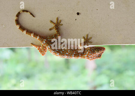 Vino di Tokay gecko con coda ricurva sul muro grigio , molti di colore arancione punti sparsi sulla pelle blu del Gekko gecko , rettili nelle case dei tropici Foto Stock