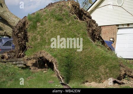 Albero sradicato dal tornado che mostra l'erba e radici poco profonde Foto Stock