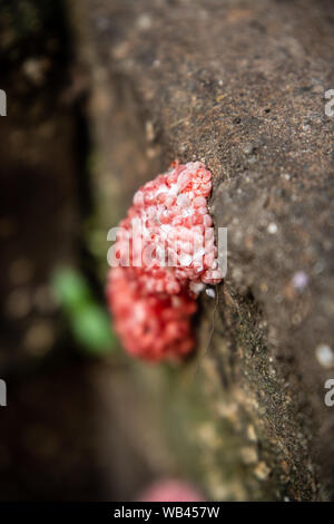 Golden uova di lumaca Apple sulla roccia Foto Stock