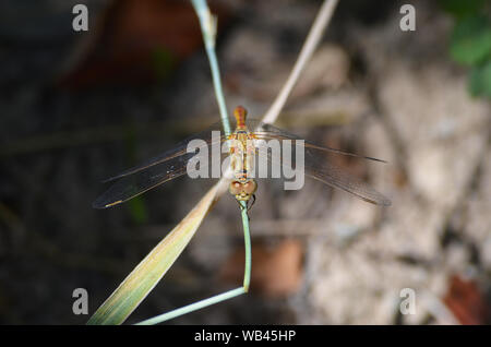 Dragonfly vicino a un piccolo ruscello di montagna Nuratau, Centrale Uzbekistan Foto Stock