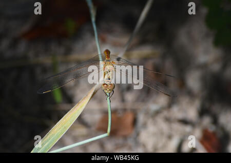 Dragonfly vicino a un piccolo ruscello di montagna Nuratau, Centrale Uzbekistan Foto Stock