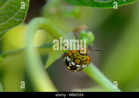 Southern green stink bug di mangiare piante di fagiolo Foto Stock