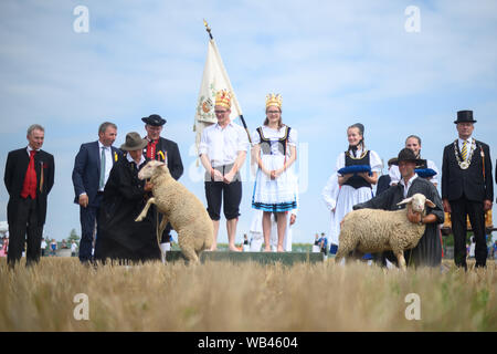 Markgröningen, Germania. 24 agosto 2019, 24 agosto 2019, Baden-Wuerttemberg, Markgröningen: Pastore re Dominik Fröschle e pastore regina Sofia Hagenlocher stand su un podio durante il Markgröninger Schäferlauf. Foto: Sebastian Gollnow/dpa Credito: dpa picture alliance/Alamy Live News Foto Stock