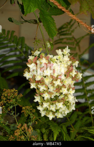 Oak-lasciava hydrangea il simbolo del fiocco di neve in fiore, hydrangea quercifolia fiore in un giardino privato Foto Stock