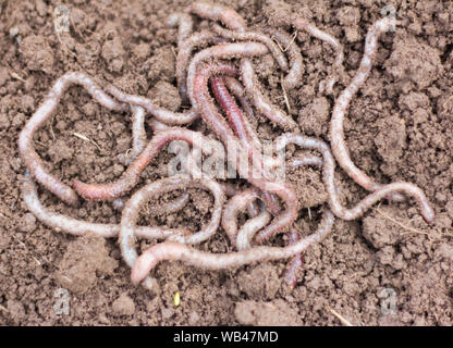 Macro shot di red worms Dendrobena in concime, lombrico esche vive per la pesca Foto Stock