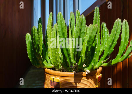 Illuminata dal sole houseplant succulente Stapelia grandiflora gettleffii o in un vaso di fiori contro un ambiente buio Foto Stock