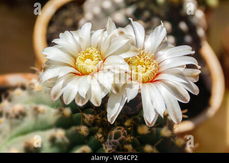 Bellissimi fiori bianchi di fioritura cactus Gymnocalycium schroederianum su uno sfondo sfocato Foto Stock