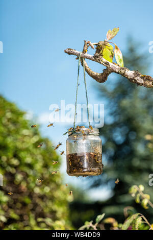 Tarda estate wasp trap appeso a un albero di prugna, UK. Foto Stock