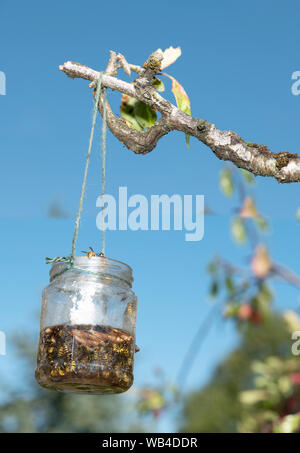 Tarda estate wasp trap appeso a un albero di prugna, UK. Foto Stock