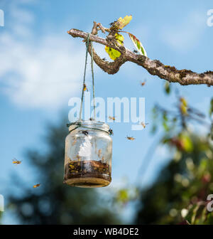 Tarda estate wasp trap appeso a un albero di prugna, UK. Foto Stock