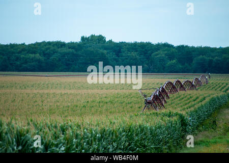 Perni in un cornfield Nebraska Foto Stock