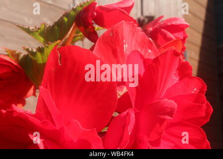 Immagine di colore rosso brillante con fiori lascia dietro di loro, in un giardino in una giornata di sole Foto Stock