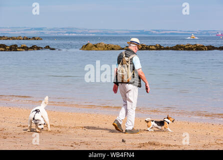 A North Berwick, Scozia, Regno Unito, 24 agosto. Regno Unito Meteo: un uomo più anziano e cani a piedi sulla spiaggia in un bel sole caldo a West Beach nella località balneare. Un anziano uomo cammina cani sulla spiaggia Foto Stock