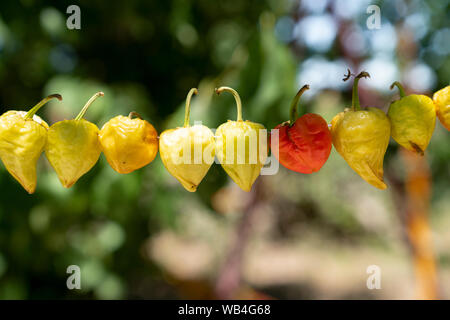 Round peperoni appesi ad asciugare al sole all'esterno. Foto Stock