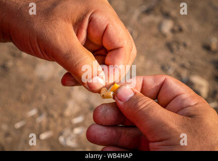 Primo piano delle mani dell'uomo baiting un amo da pesca con sfoglie di pasta per le carpe Foto Stock