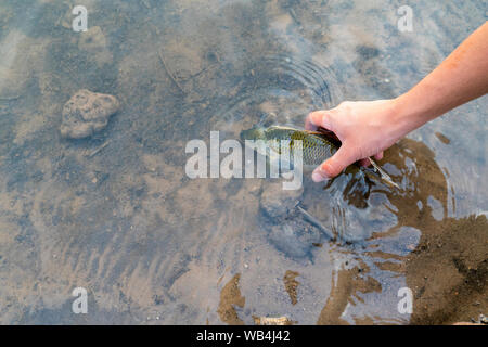 Fisherman tenendo il pesce, rilasciando carp fish torna al fiume, pesca la concorrenza. Foto Stock