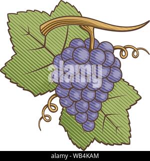 Viola uva con foglie di illustrazione colorata con incisione ombreggiatura. Illustrazione Vettoriale