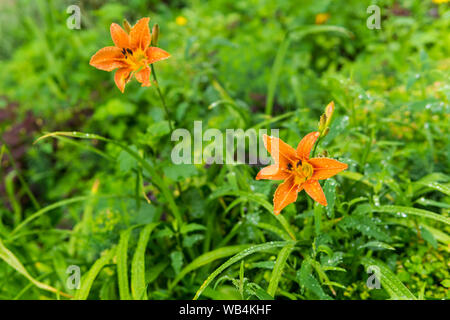 Due giorni di colore arancione-gigli fiori in gocce durante la pioggia su uno sfondo sfocato Foto Stock