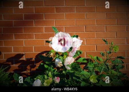 Rosa pallido fiori di ibisco con dark red centre di fronte a un muro di mattoni di Brooklyn Foto Stock