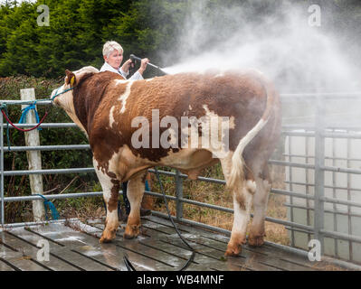 Ballygarvan, Cork, Irlanda. 24 Ago, 2019. Jenny Cottor, Dripsey, lavaggio giù la sua Simmental Bull prima di showning a Ballygarvan spettacolo agricolo in Co. Tappo di sughero. - Credito; Credito: David Creedon/Alamy Live News Foto Stock