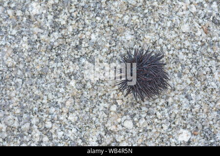 Ricci di mare Echinothrix diadema, comunemente chiamato diadema urchin o blu-nero urchin. Foto Stock