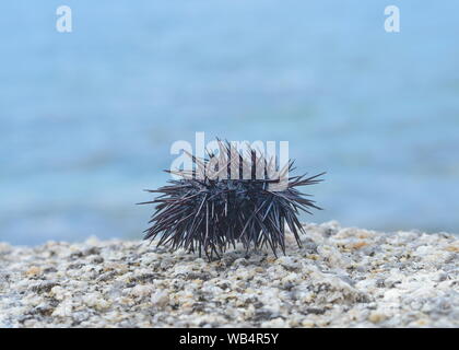 Ricci di mare Echinothrix diadema, comunemente chiamato diadema urchin o blu-nero urchin. Foto Stock