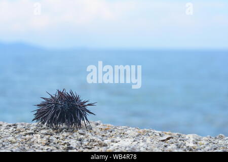 Ricci di mare Echinothrix diadema, comunemente chiamato diadema urchin o blu-nero urchin. Foto Stock