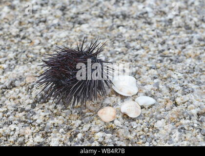 Ricci di mare Echinothrix diadema, comunemente chiamato diadema urchin o blu-nero urchin. Foto Stock