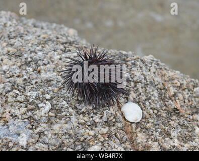 Ricci di mare Echinothrix diadema, comunemente chiamato diadema urchin o blu-nero urchin. Foto Stock