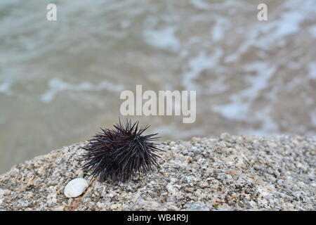 Ricci di mare Echinothrix diadema, comunemente chiamato diadema urchin o blu-nero urchin. Foto Stock