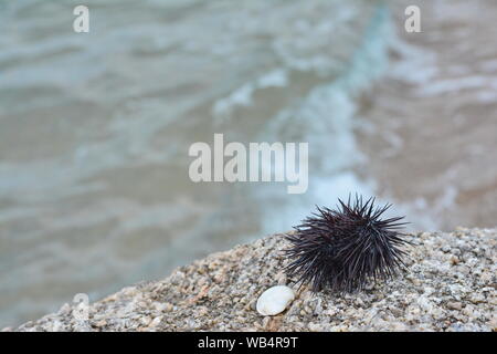 Ricci di mare Echinothrix diadema, comunemente chiamato diadema urchin o blu-nero urchin. Foto Stock